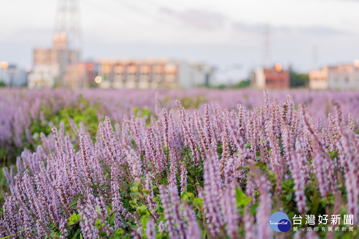 「2025桃園仙草嘉年華」紫色酷洛米,搭配波斯菊花田美不勝收。<br />