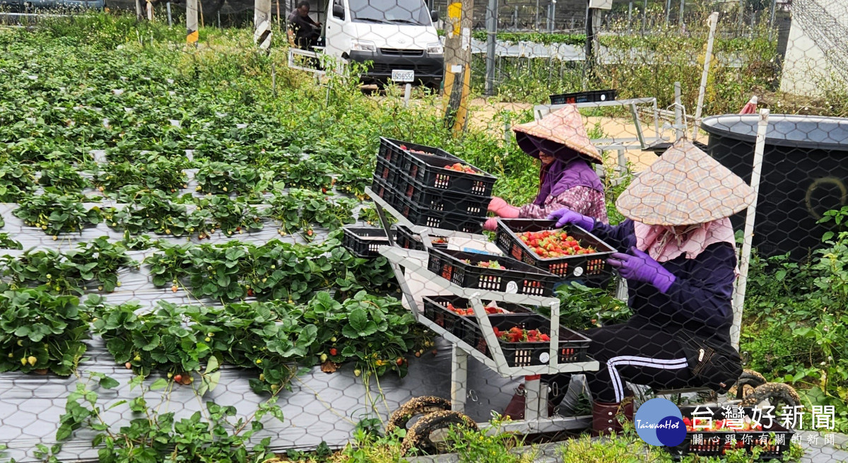 農糧產業聘僱外籍移工再放寬　      新增草皮、芽菜產業