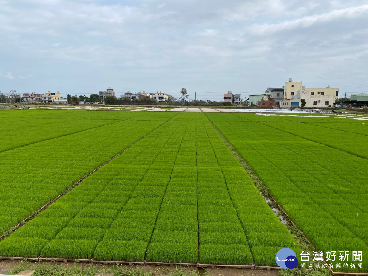 農糧產業聘僱外籍移工再放寬　      新增草皮、芽菜產業