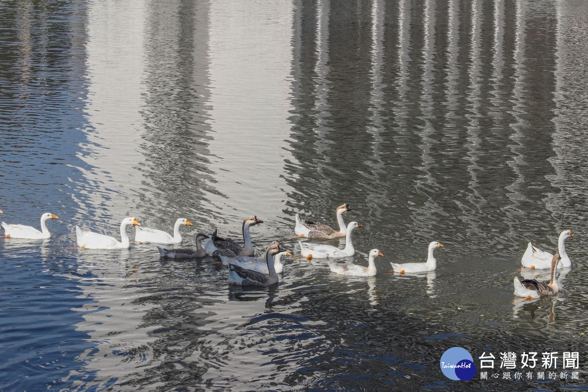中大校園擁有七千餘株樹木及多處水域空間，是動物重要的棲息環境。