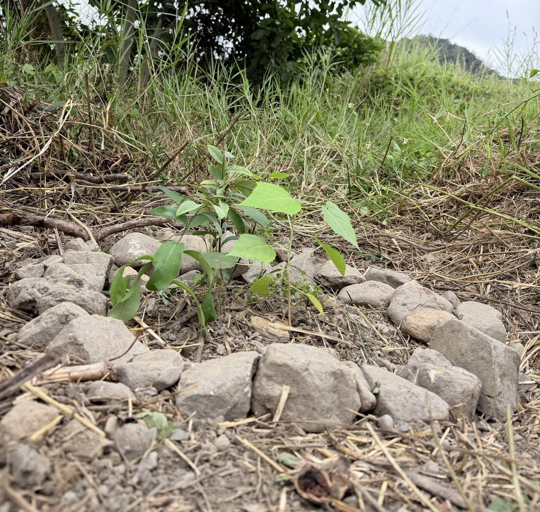 減藥田區旁蝴蝶營造的小角落。(生物多樣性研究所)