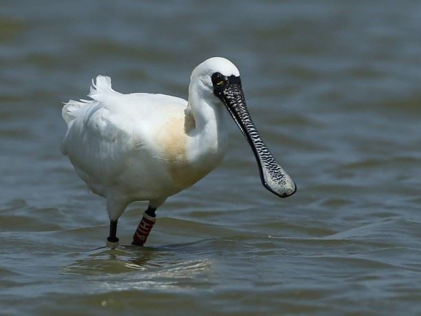 黑面琵鷺。（圖／高雄市府工務局公園處）