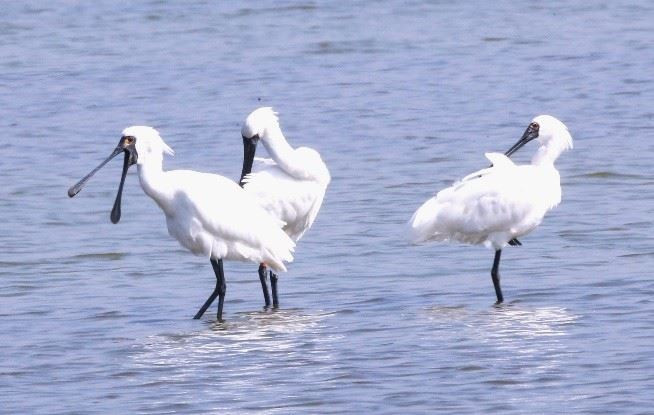 黑面琵鷺。(圖/高雄市府工務局公園處)