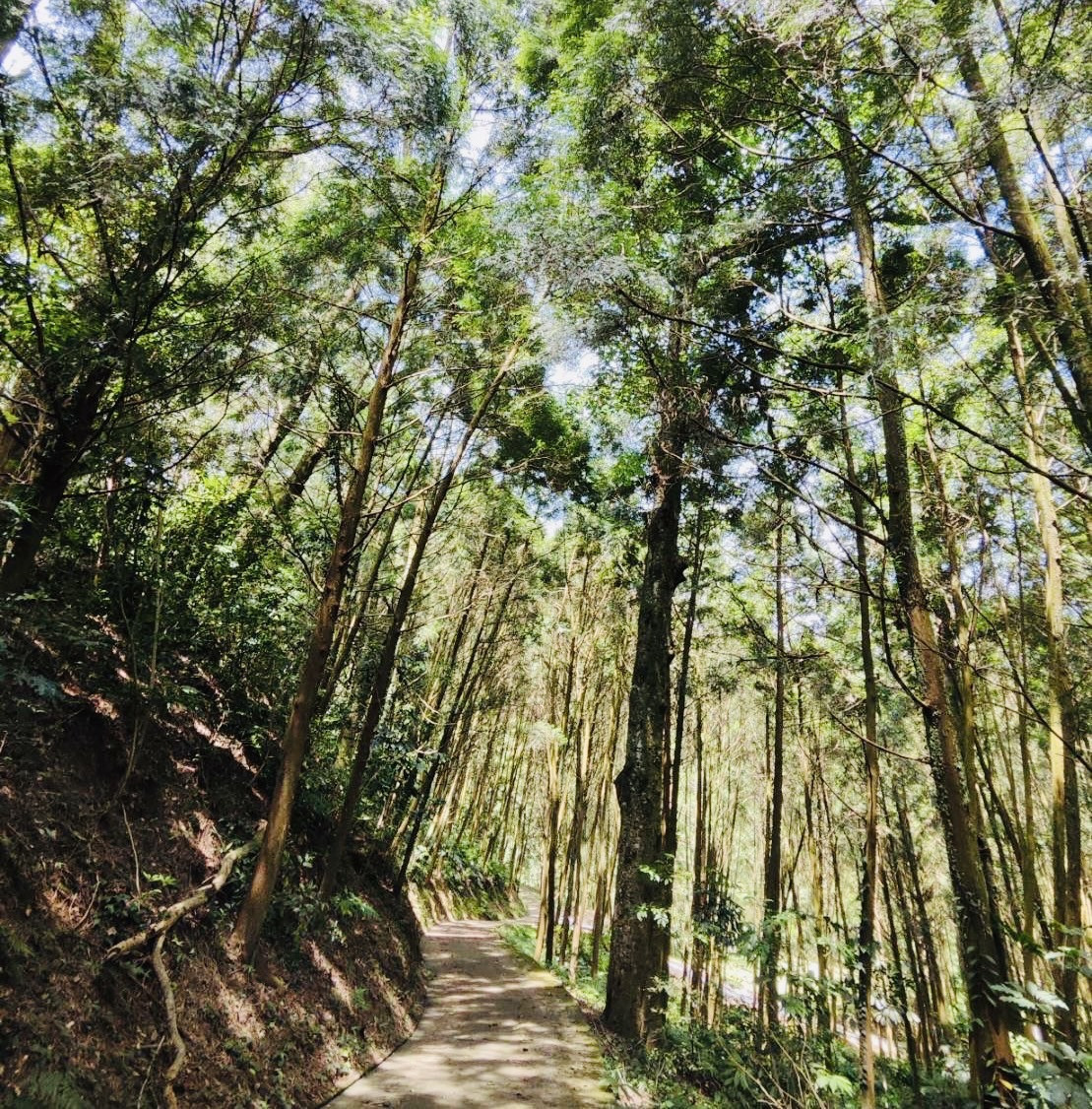 東勢林場生態資源豐富森林浴步道享受天然芬多精。（圖/東勢林場）