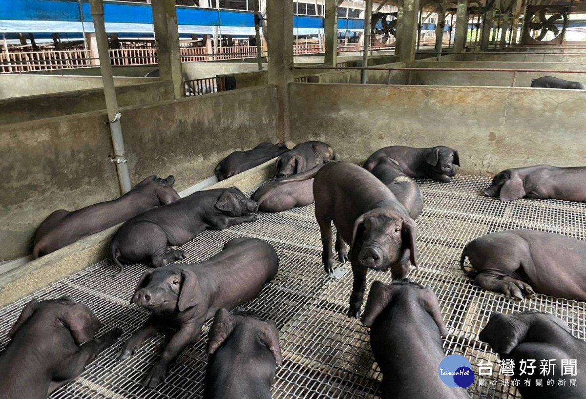 農業局長陳冠義表示，希望中央能放寬下腳料、植物性蛋白餵養。