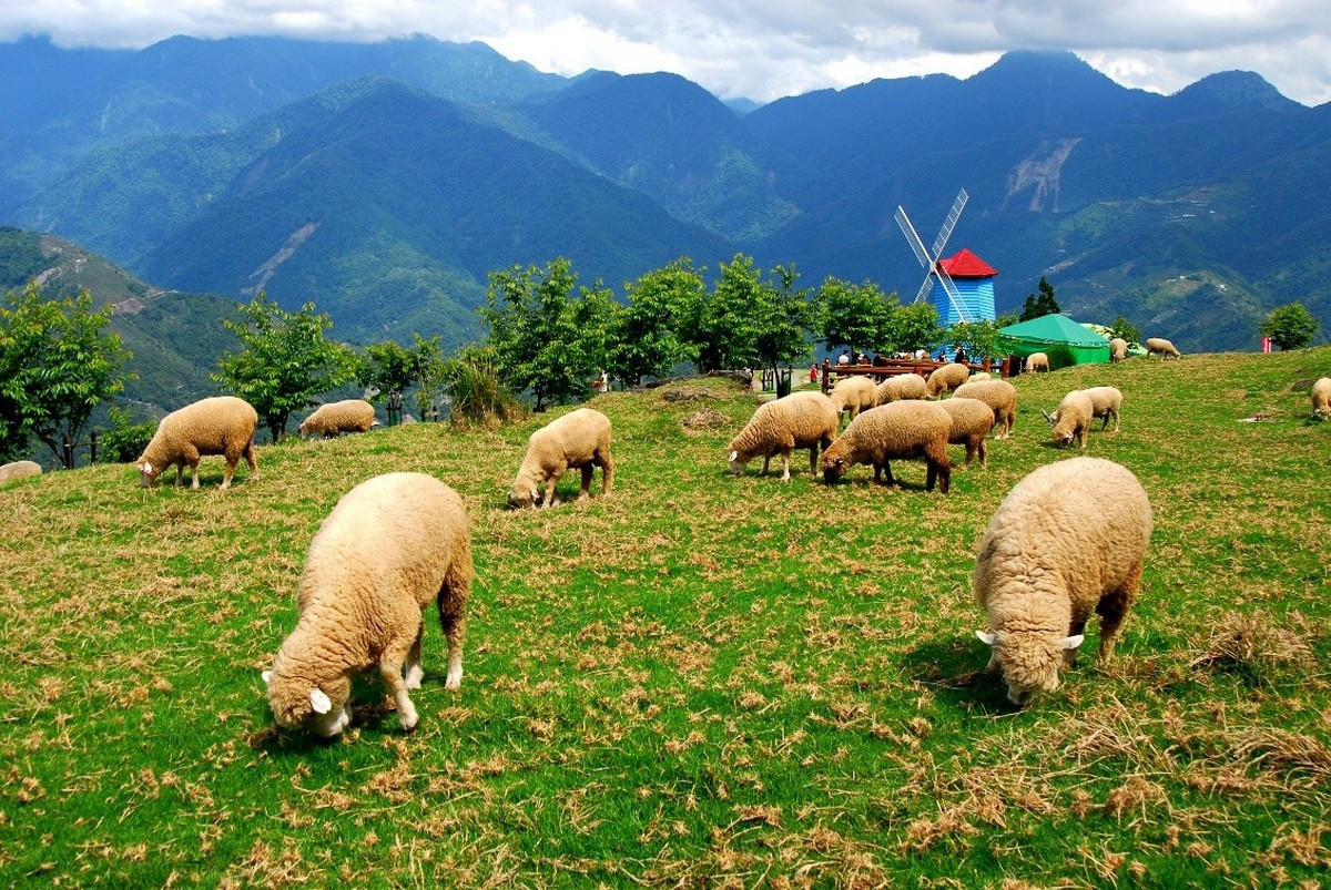 清境農場青青草原。（縣府提供）