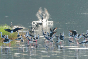 金城湖水鳥報到。