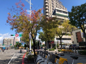 台北西區入冬飄香　中華路黃連木轉紅（圖／北市公園處提供）