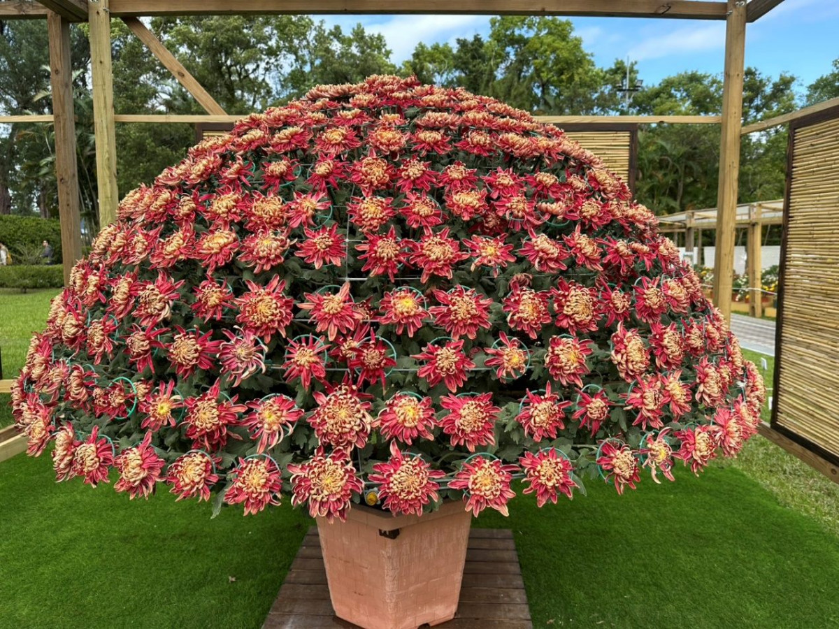 士林官邸菊展吸30萬人潮！　「菊中之王」大立菊綻放