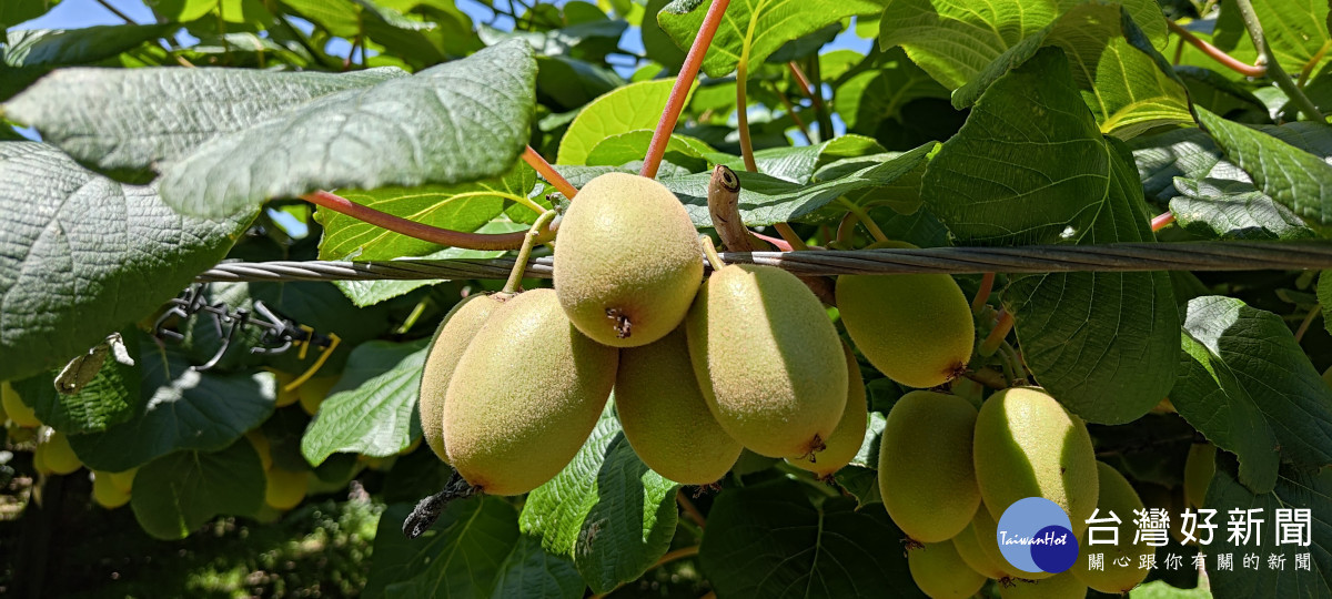 彰化縣長王惠美率領縣內農業團體與農會總幹事前往紐西蘭，實地參訪當地奇異果園。圖／彰化縣政府提供