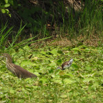 池鷺與水雉於洲仔濕地活動。（圖／高雄市府工務局公園處）
