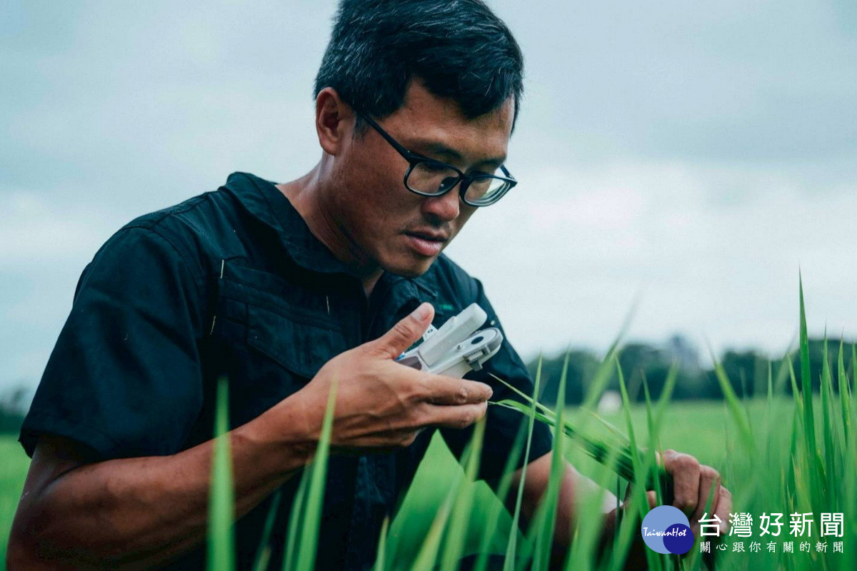 桃園大園區青年農民陳士賢精心栽培「桃園3號」稻米。