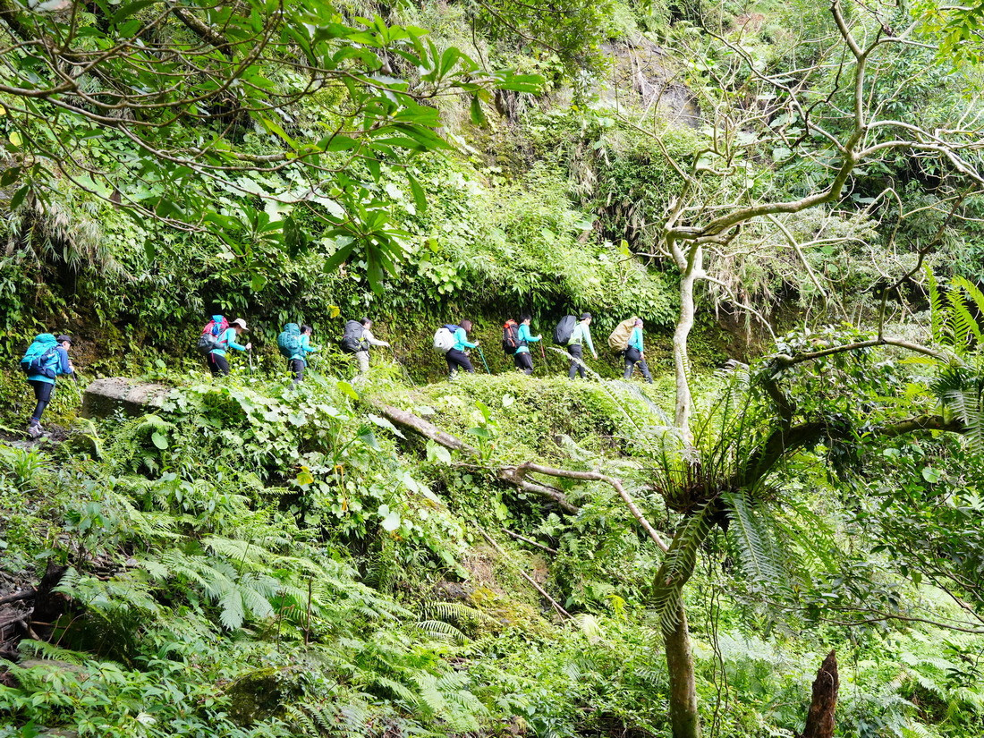 瓦拉米步道路旁及樹上多樣蕨類呈現此地低海拔溫潤氣候特色。(玉管處提供)