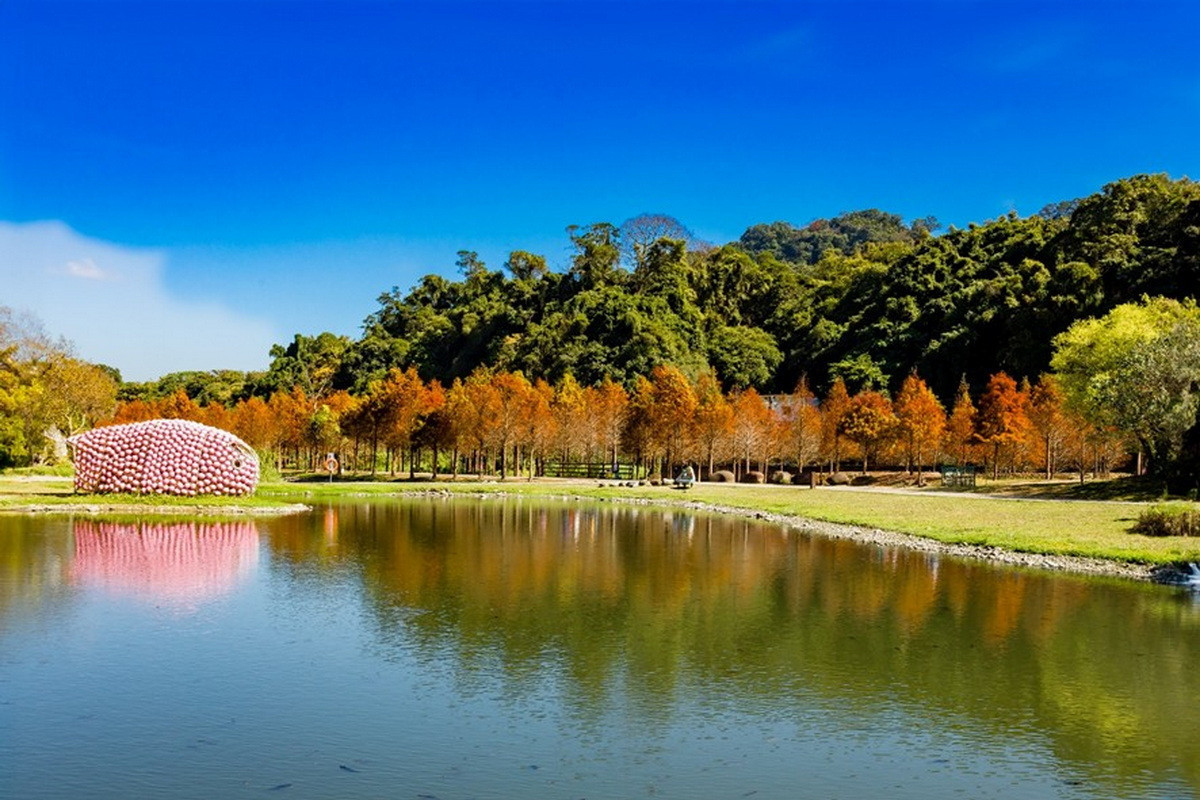 大溪月眉人工濕地落羽松倒映水岸，冬季限定美景等您來打卡。<br />
