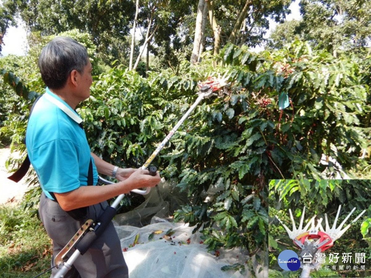 農業試驗所推動咖啡一貫機械化　開創臺灣咖啡智慧產製省人工