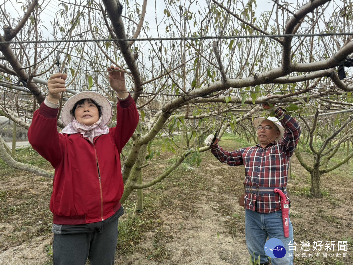 外埔農友整理水蜜桃園　期待明年四月產期出現好成果