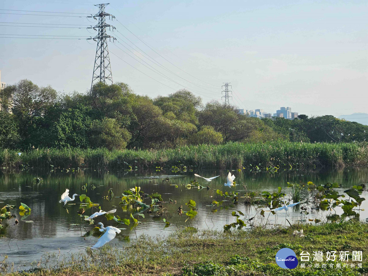 大漢溪濕地芒花綻現　冬候鳥齊聚共織季節性生態美景