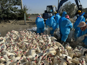 雲林縣元長鄉12月15日一肉鴨場（主動監測）確診H5N1亞型高病原性禽流感／縣府提供