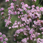 埔里杜鵑花。林重鎣