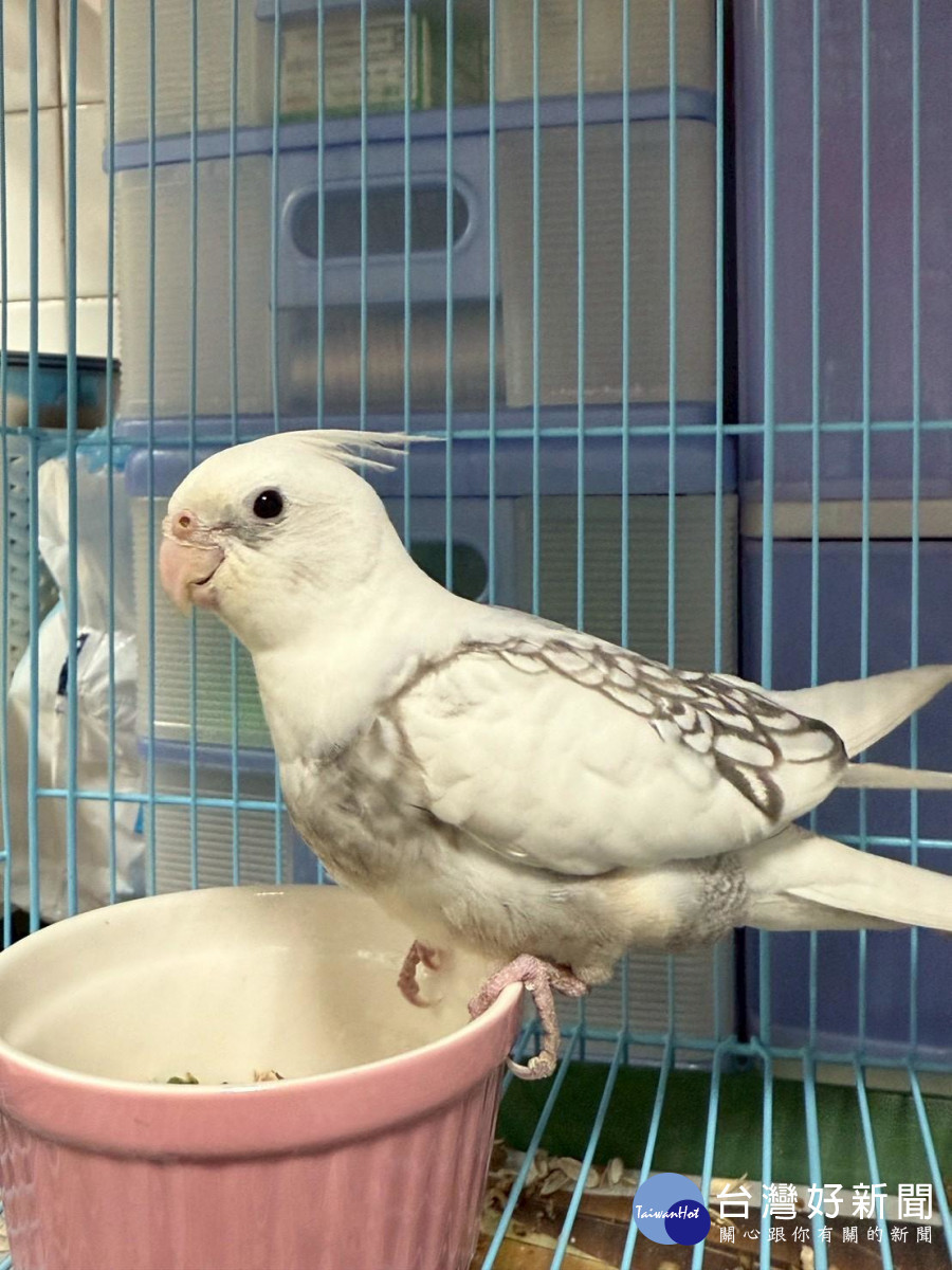 桃園市政府動物保護處114年度第四季非犬貓特寵認養活動12/20登場。