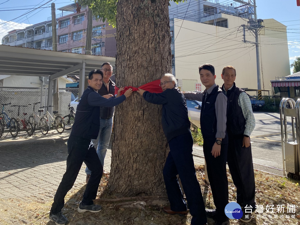 東勢地政護產傳承嘉年華為百年樟樹更換紅布條