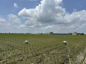 雲林縣府攜手中興大學，透過施用特定益生菌製劑，降低水稻田溫室氣體排放，將減碳理念落實於實際農業生產／翻攝照片