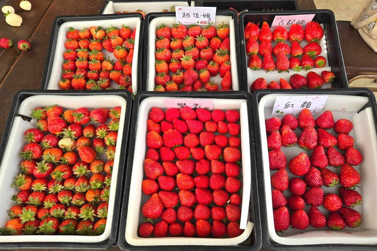 「桃園草莓聖誕市集」12/25登場， 草莓食農體驗12/19起免費開搶。<br />
