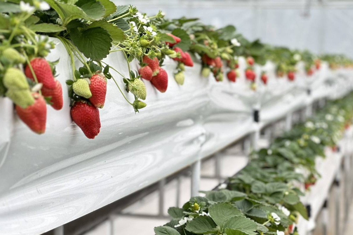 「桃園草莓聖誕市集」12/25登場， 草莓食農體驗12/19起免費開搶。<br />
