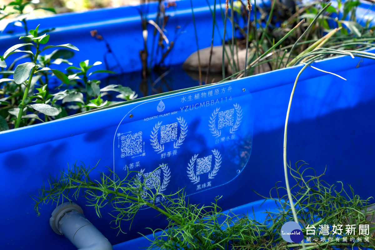 「種原方舟」復育盆中栽植小莕菜、野荸薺、台灣水龍、黑珠蒿及柳葉水蓑衣等瀕危水生植物