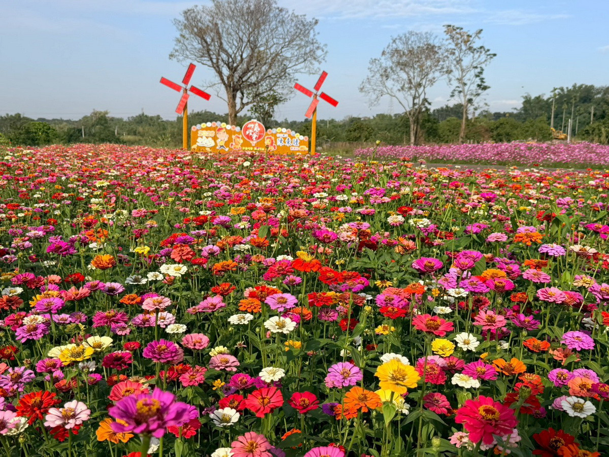 五彩繽紛的百日草大波斯菊映著藍天。（竹山鎮公所提供）