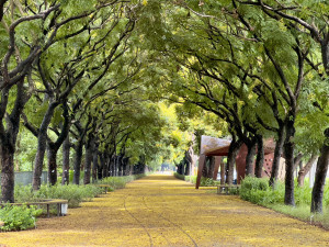 東螺溪8.3公里水綠廊道完工，5處亮點串聯健行新路線。圖／彰化縣政府提供