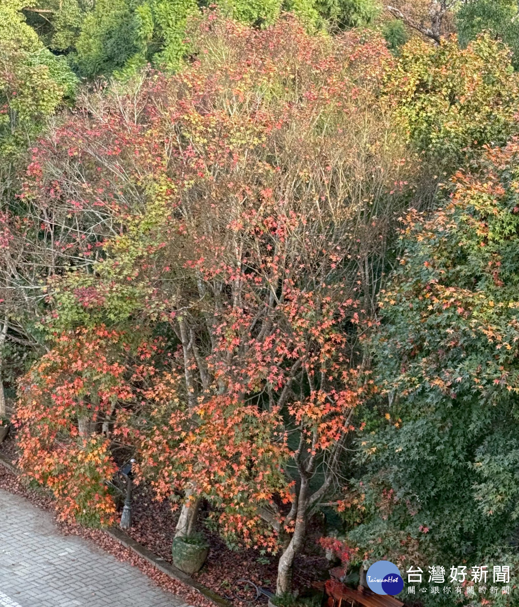 東勢林場賞楓季推住宿優惠　體驗最療育的森林假期