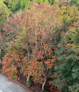 東勢林場賞楓季開始，楓葉開始由綠轉黃變紅。(圖/東勢林場)