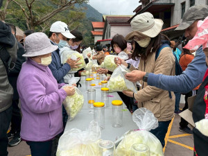 信義鄉踏雪尋梅活動12/27開鑼日，入冬後到梅子夢工廠參加「梅子泡菜DIY」，為家人作一罐「冬季版限定泡菜」-資料照片。(圖/記者賴淑禎攝)