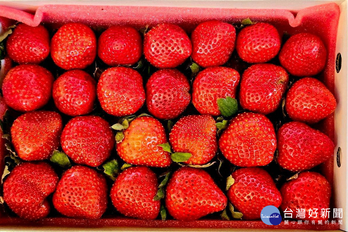 「114年桃園草莓食農聖誕市集」新鮮草莓