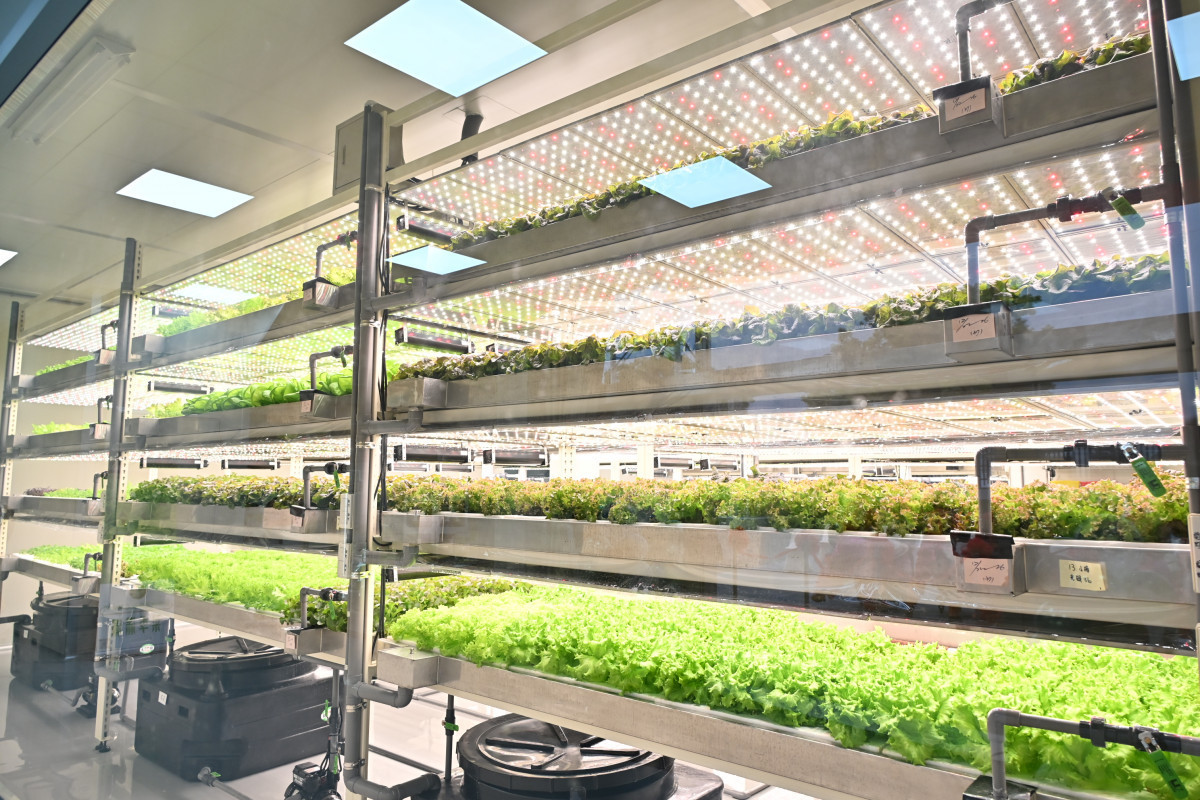 彰化智慧農業再添生力軍，全環控水耕蔬菜業者蔡季科農開幕。圖／彰化縣政府提供