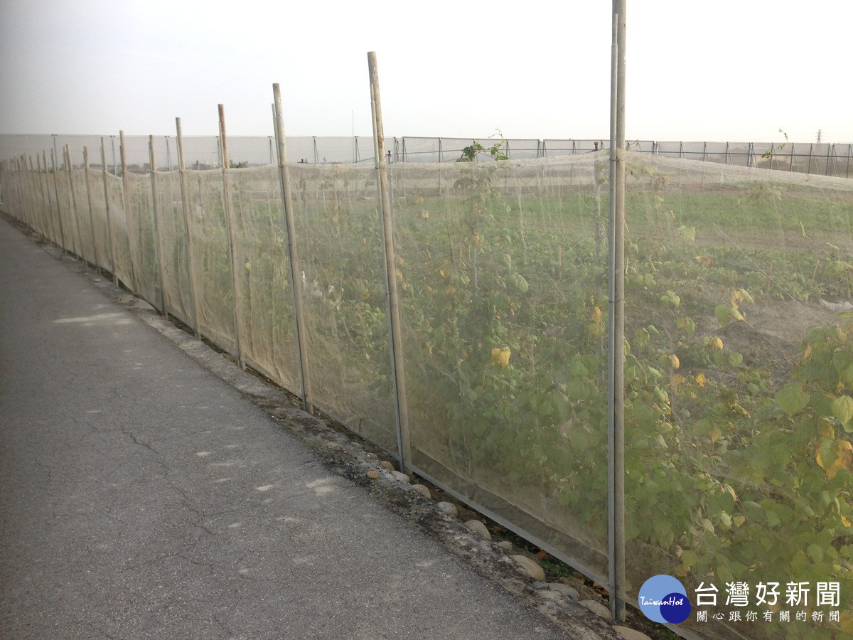 強烈冷氣團來襲   中區農改場籲請農友提前做好作物防寒措施