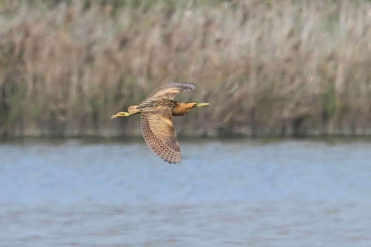 大麻鷺罕見露面，為茄萣濕地的冬季增添亮點。（圖／高雄市府工務局公園處）