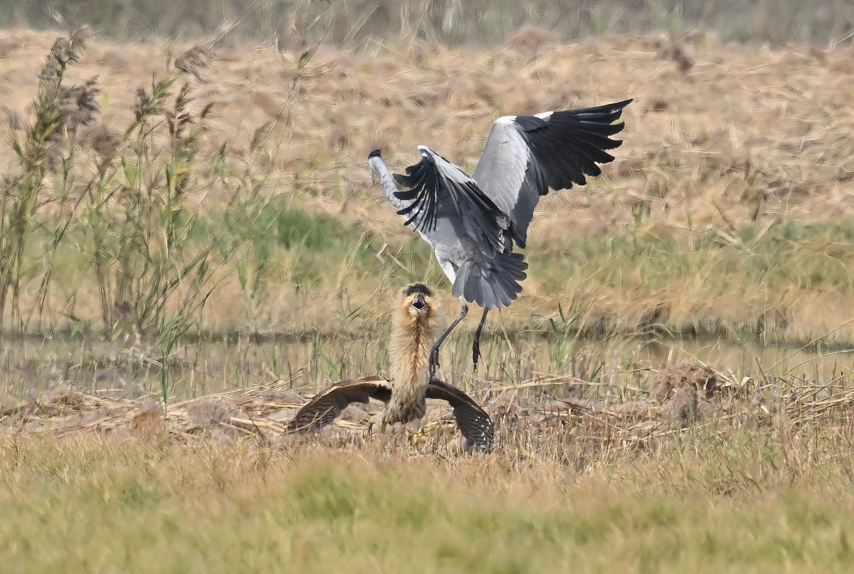 大麻鷺警戒姿態瞬間定格，成為鳥友心中的經典畫面。（圖／高雄市府工務局公園處）