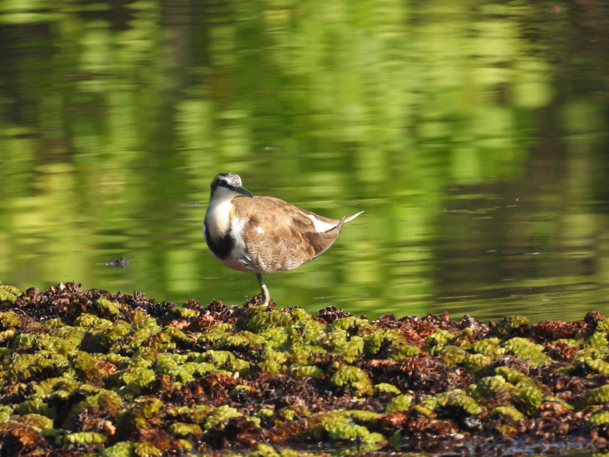 綠意倒映的水面上，水雉現身水生植物間，構成濕地特有的生態畫面。（圖／高雄市府工務局公園處）
