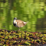 綠意倒映的水面上，水雉現身水生植物間，構成濕地特有的生態畫面。（圖／高雄市府工務局公園處）