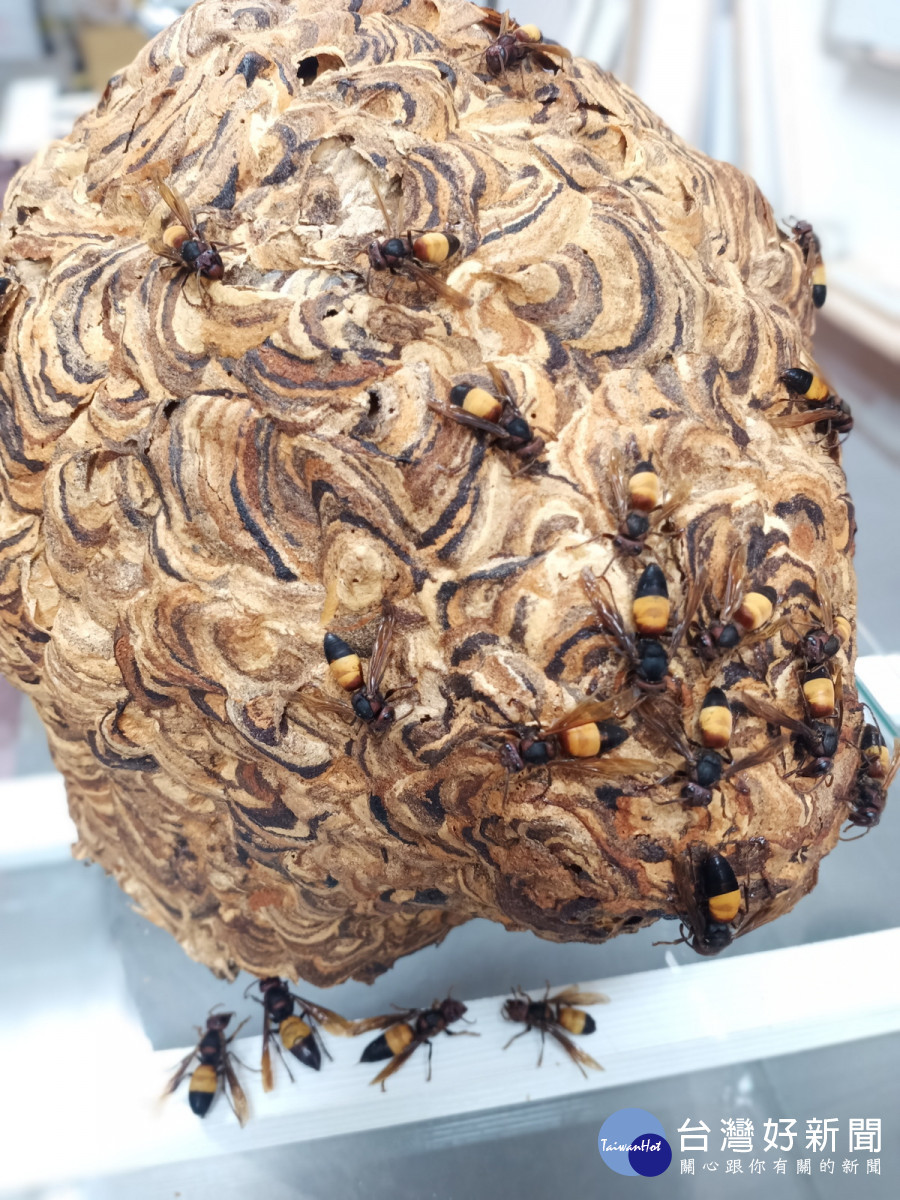 桃園市捕蜂捉蛇業務自115年元旦起轉型委外，1999專線24小時受理。<br />
