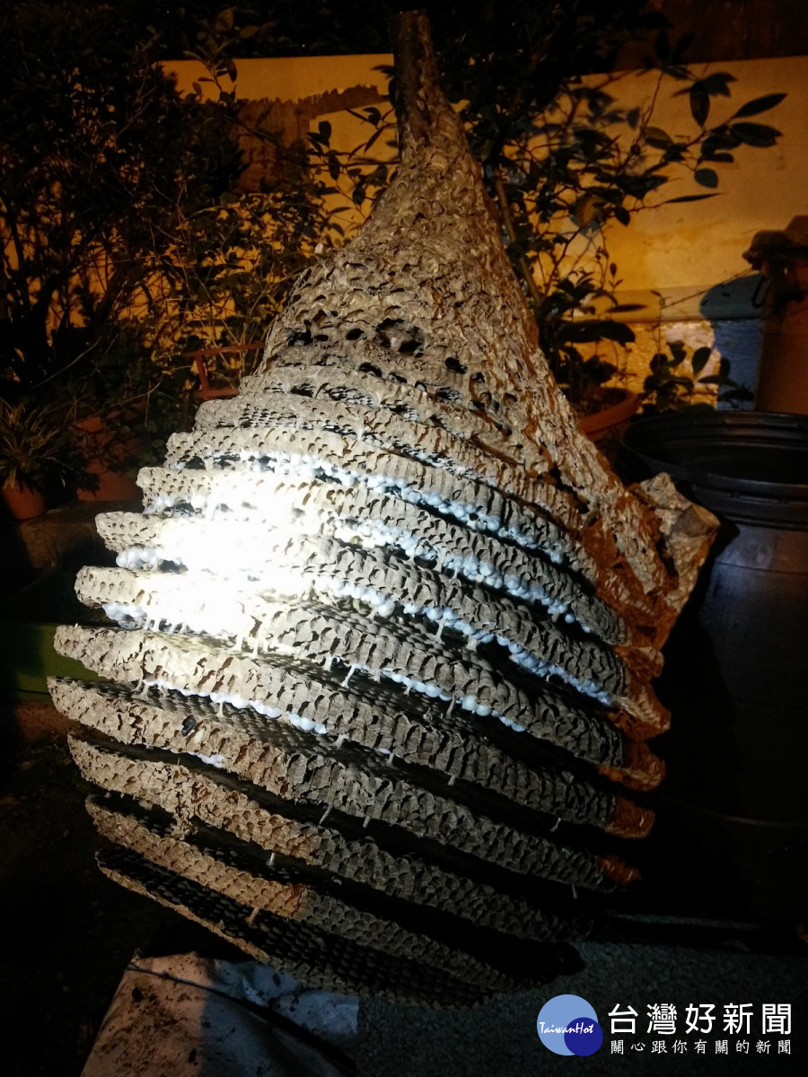 桃園市捕蜂捉蛇業務自115年元旦起轉型委外，1999專線24小時受理。<br />
