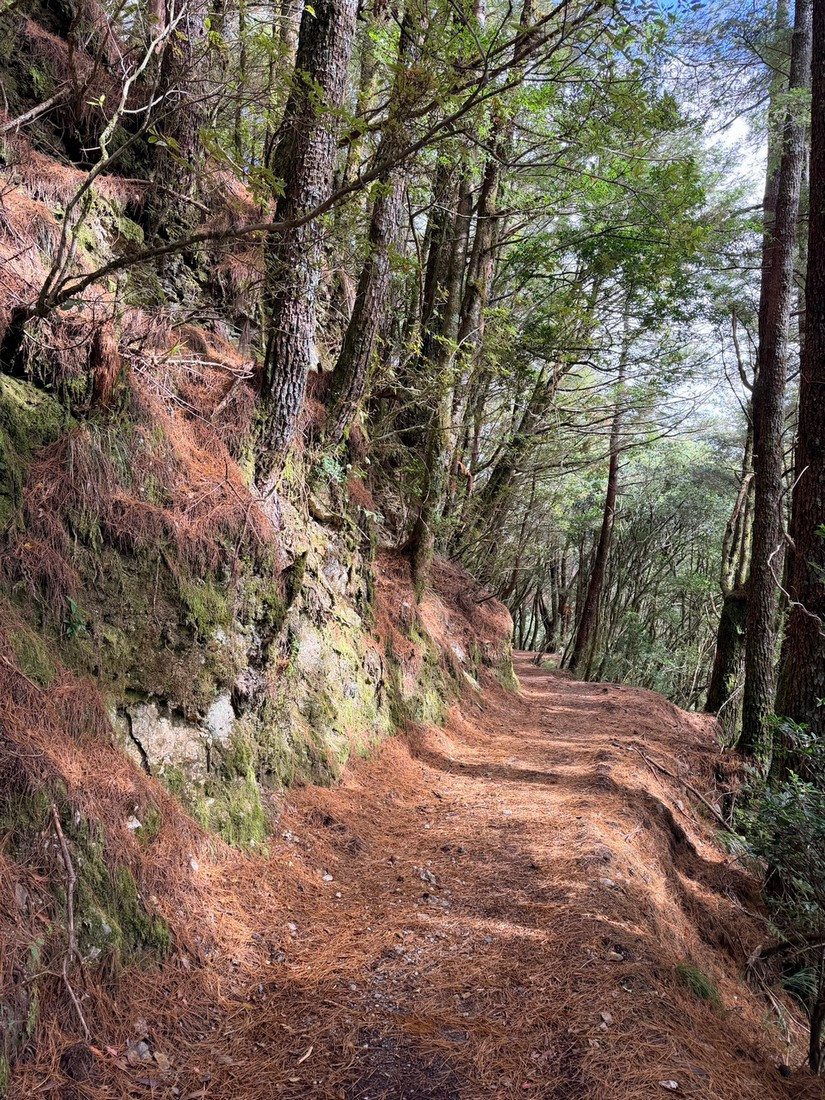 能高越嶺道西段步道。（林業保育署南投分署提供）