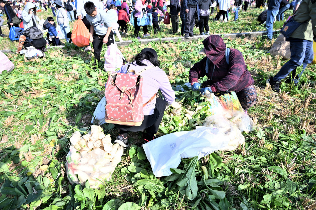 從產地到餐桌,芬園「白寶玉出土記」秒殺登場,吸引近6千人參與。圖/彰化縣政府提供