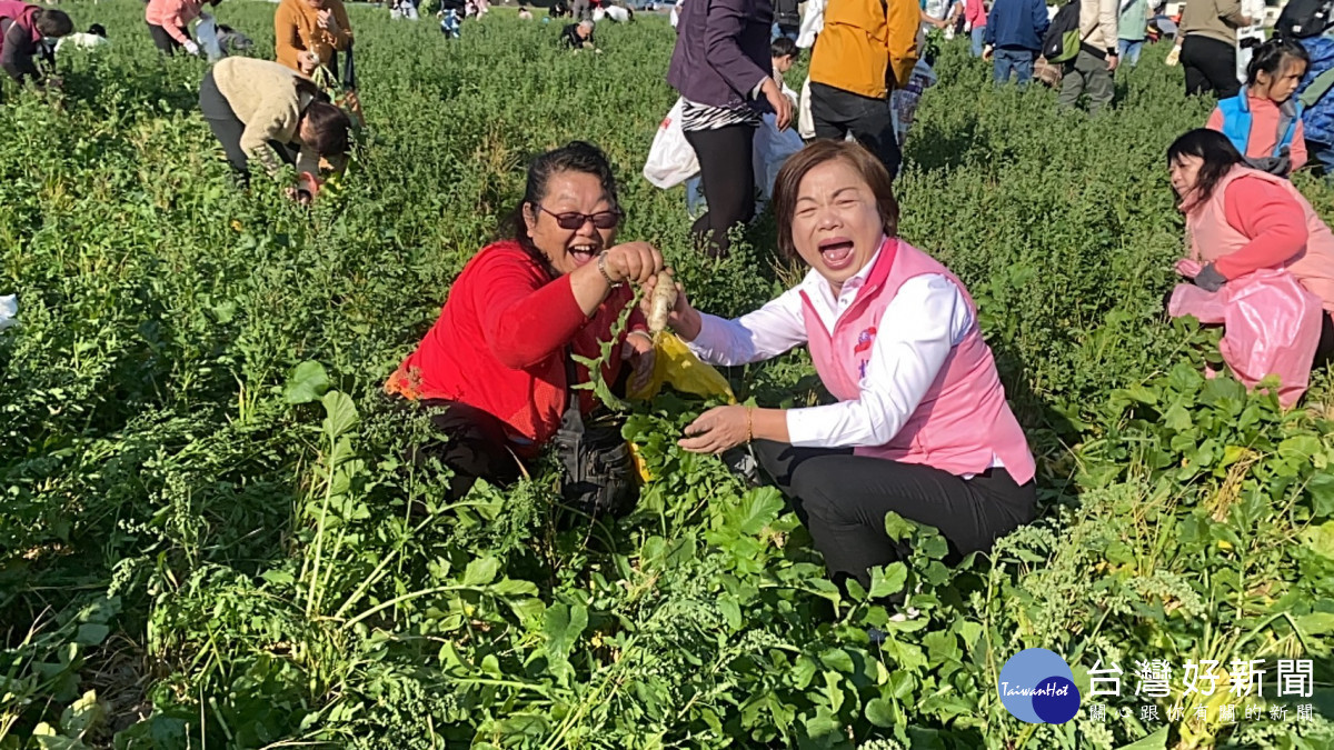 楊瓊瓔下田體驗拔蘿蔔，與民同樂。