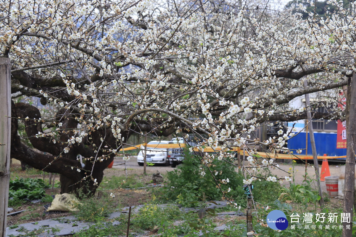 近期南投信義鄉、仁愛鄉、國姓鄉都有梅花可欣賞。（記者扶小萍攝）
