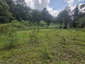 財團法人日月光環保永續基金會認養的林班地。（林業署南投分署提供）