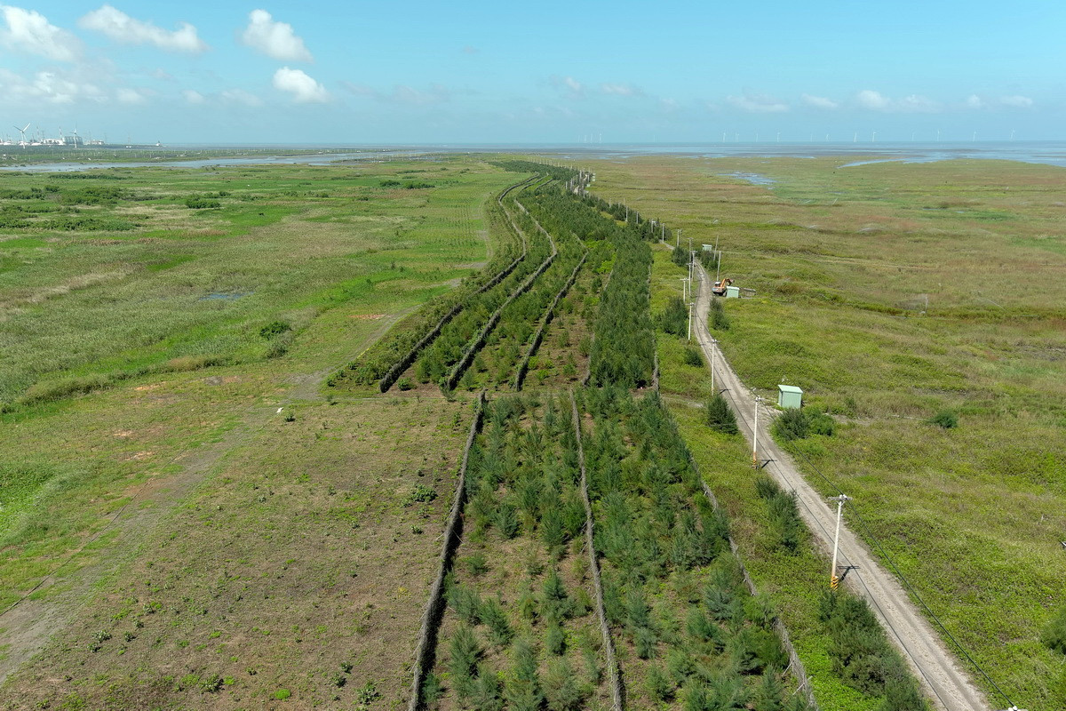 慈心有機農業發展基金會及中華電信公司認養雲林麥寮鄉濁水溪出海口高灘地河川揚塵防治造林。（林業署南投分署提供）