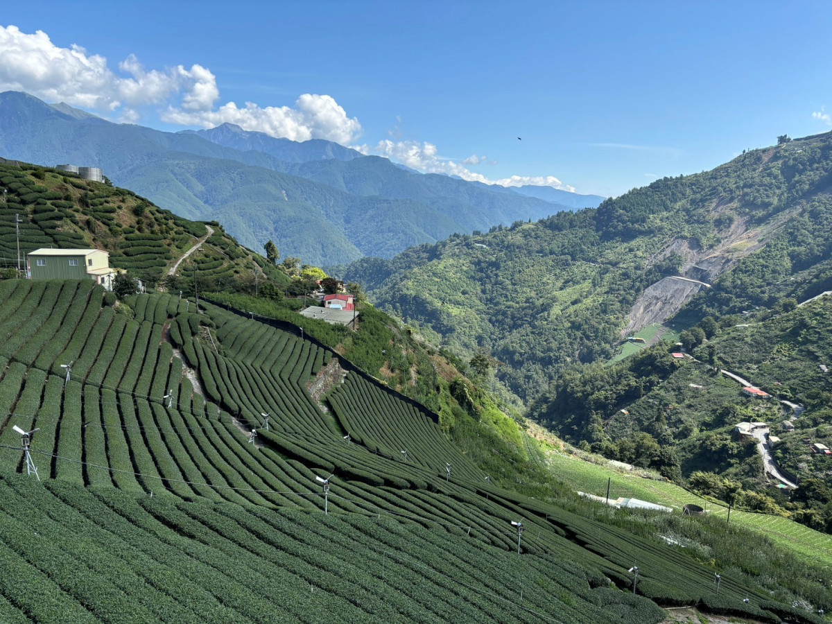 和平區遊香茶園運用智慧防霜風扇及無線噴霧灌溉系統,提早預警極端氣候,即時智慧啟動。